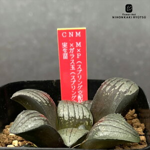 A ninI`A M×PiXvOzIj×KXʁiXvOzj c 0926-037 A JN^XjVc i̔  nI`A 7.5cm|bg