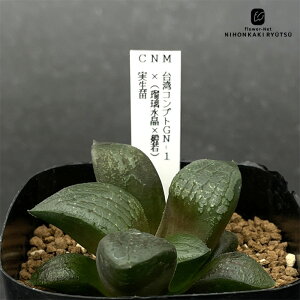 A ninI`A pRvgGN-1×iڗ×ʎj c 0926-044 A JN^XjVc i̔  nI`A 7.5cm|bg