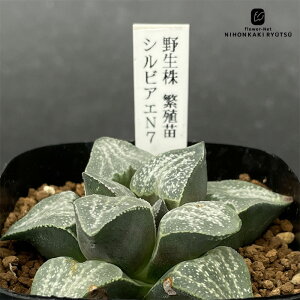 A ninI`A 쐶 ɐBc VrAGN7 0926-047 A JN^XjVc i̔  nI`A 7.5cm|bg