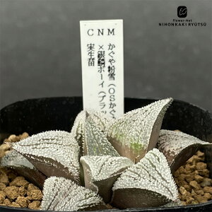 A ninI`A ╲iOS×╲j×؃{[CiubN{[C×؁j c 0926-054 A JN^XjVc i̔  nI`A 7.5cm|bg