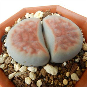 A asg[vX gbvbh A g[vX Z 6cm|bg