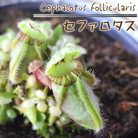 予約販売 不思議な食虫植物 セファロタス 食虫植物 フクロユキノシタ 3.5号鉢 dsy 6月中旬以降発送