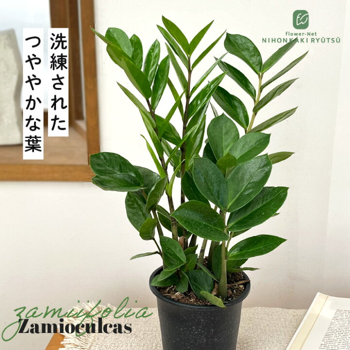 楽天市場】観葉植物 ザミオクルカス ザミーフォリア 4号鉢 観葉植物 