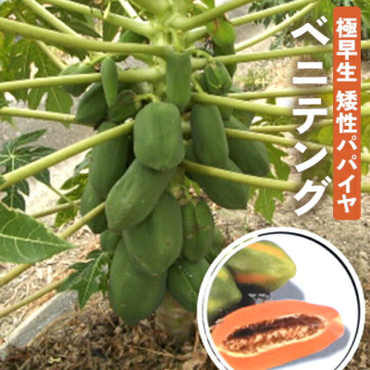 楽天市場】パパイヤ 苗 ベニテング 5号鉢 メス木 極早生 矮性 