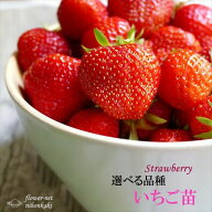 予約販売 選べるイチゴ 苗 9cmポット いちご 苺 ストロベリー 野菜苗 家庭菜園 10月上旬以降発送