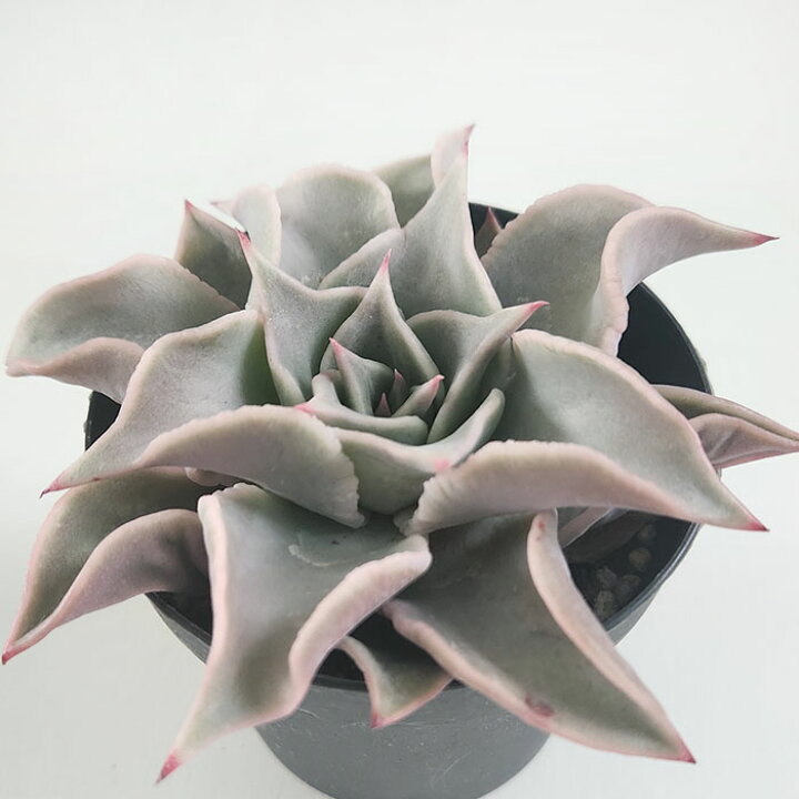 楽天市場 多肉植物 Swkエケベリア マディバ 多肉植物 エケベリア 7 5cmポット フラワーネット 日本花キ流通