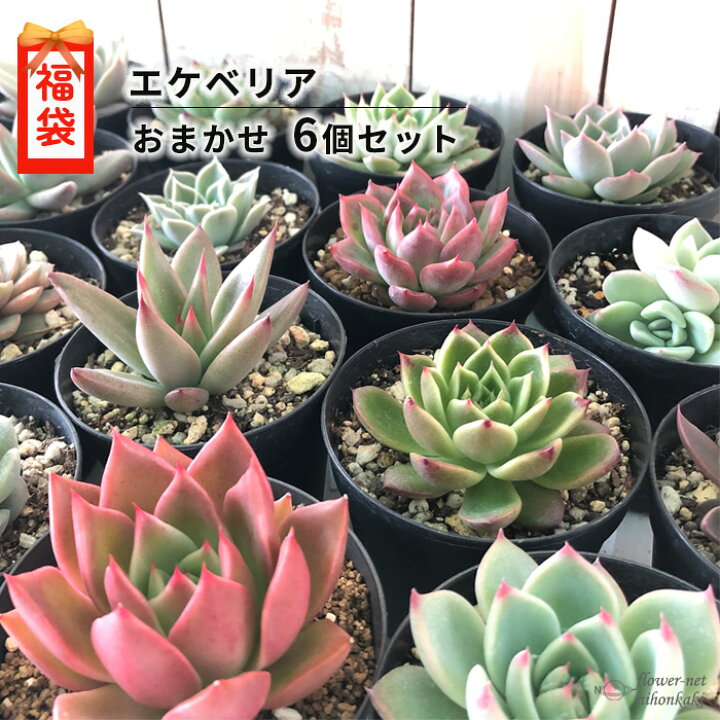 楽天市場 楽天スーパーセール限定 多肉植物 エケベリア 6個セット 期間限定 福袋 送料無料 フラワーネット 日本花キ流通