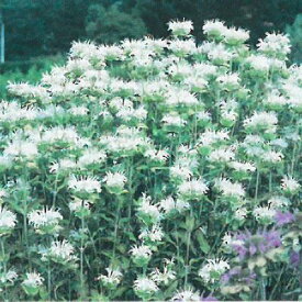 楽天市場 日陰 でも 育つ 花 多年草の通販