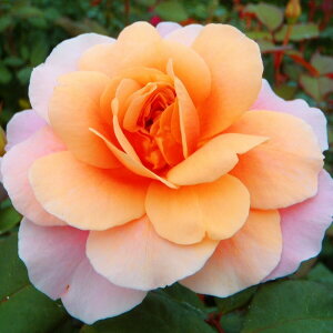 \̔ oc oc  fBX^gEhX lG炫 KN ΂ sN fBX^ghX troe 12{ȍ~