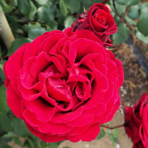 y܂Ȃߐ؂z \̔ oc oc o ht@ KN ΂  troe 12{ȍ~