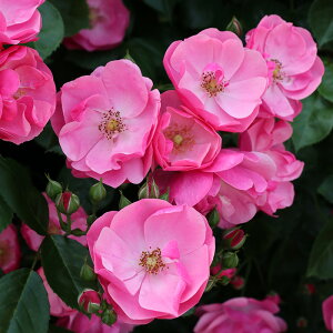 y܂Ȃߐ؂z \̔ oc oc o AWF KN ΂ sN troe 12{ȍ~