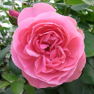 \̔ oc oc o Iih_B` KN ΂ sN Iih_r` troe 12{ȍ~