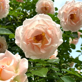予約販売 バラ苗 バラ大苗 つるバラ つるロココ 薔薇 ばら ピンク troe 12月中旬以降発送