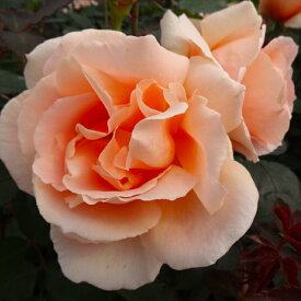 予約販売 バラ苗 バラ大苗 つるバラ つるロイヤルサンセット 薔薇 ばら オレンジ troe 12月中旬以降発送