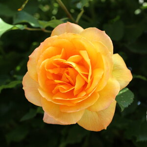 \̔ oc oc o Tn98 KN ΂ F troe 12{ȍ~