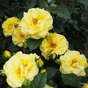 \̔ oc oc o Go[S[h KN ΂ F troe 12{ȍ~