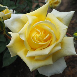 \̔ oc oc o ř KN ΂ F troe 12{ȍ~