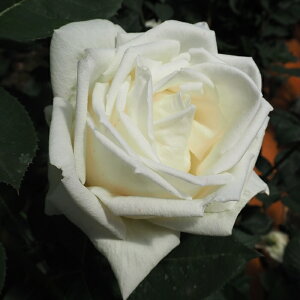 y܂Ȃߐ؂z \̔ oc oc o zCgNX}X KN ΂  troe 12{ȍ~