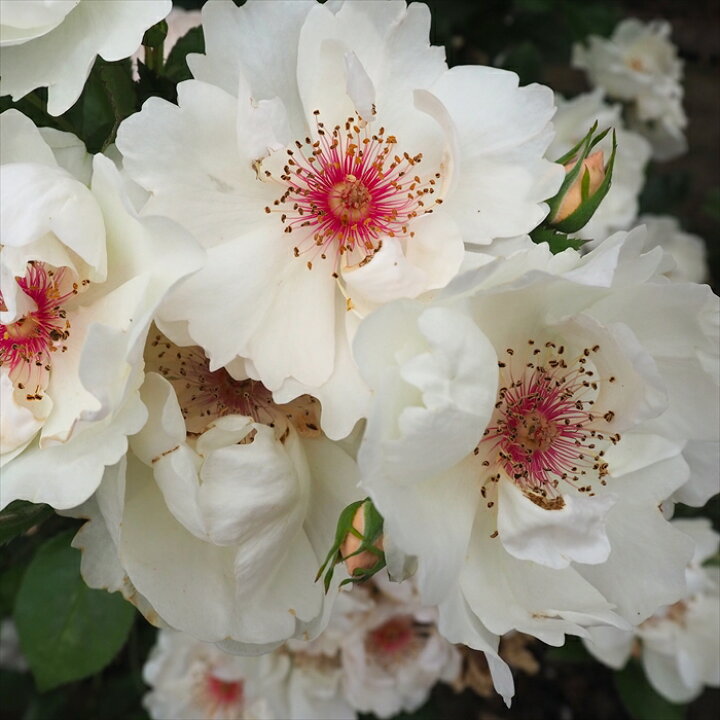 楽天市場 バラ苗 バラ大苗 ジャクリーヌ デュ プレイ つるバラ 四季咲き 薔薇 バラ Troe フラワーネット 日本花キ流通