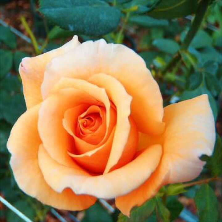 楽天市場 予約販売 バラ苗 バラ大苗 ジュリア つるバラ 返り咲き 薔薇 バラ Troe 12月上旬以降発送 フラワーネット 日本花キ流通