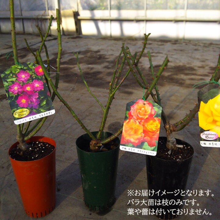 楽天市場 予約販売 バラ苗 バラ大苗 ジュリア つるバラ 返り咲き 薔薇 バラ Troe 12月上旬以降発送 フラワーネット 日本花キ流通