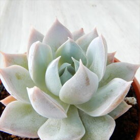 楽天市場 多肉植物 セダム 種類 植物 サボテン の通販