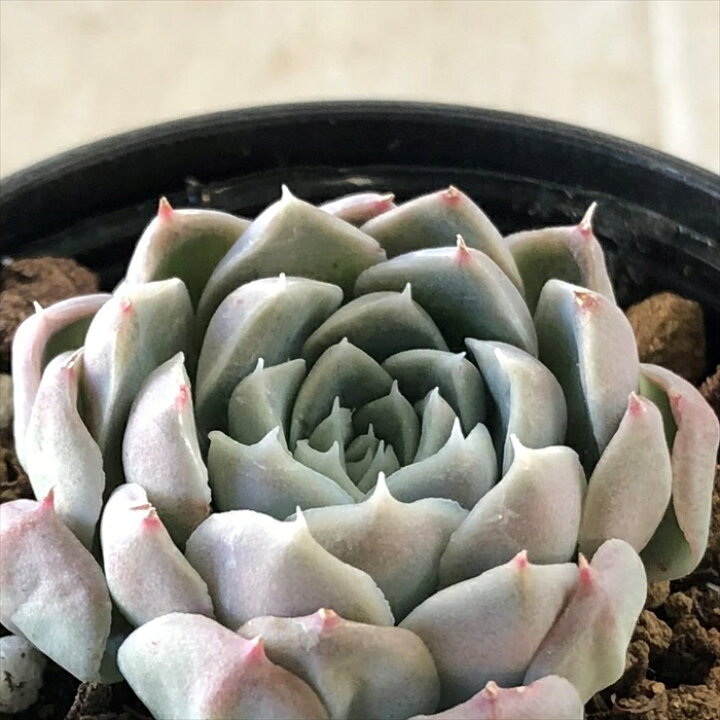 楽天市場 多肉植物 Hmエケベリア Gilo 多肉植物 エケベリア ジロ6cmポット フラワーネット 日本花キ流通 楽天市場 多肉植物 Hmエケベリア Gilo 多肉植物 エケベリア ジロ6cmポット フラワーネット 日本花キ流通