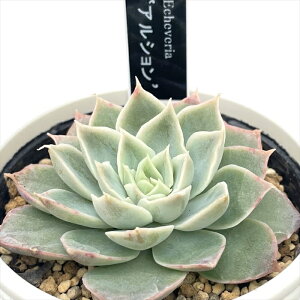 A yukGPxA AV A D؉̕c   GPxA 6cm|bg yll1_z