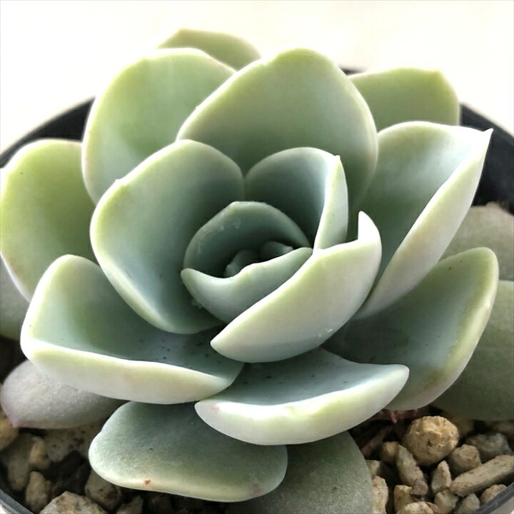 楽天市場 多肉植物 Skエケベリア ホワイトラヴァー 多肉植物 エケベリア 7 5cmポット フラワーネット 日本花キ流通 楽天市場 多肉植物 Skエケベリア ホワイトラヴァー 多肉植物 エケベリア 7 5cmポット フラワーネット 日本花キ流通
