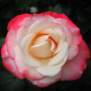 \̔ o c o Vc  mX^W[ ؗ lG炫 KN ΂  tros 4{ȍ~