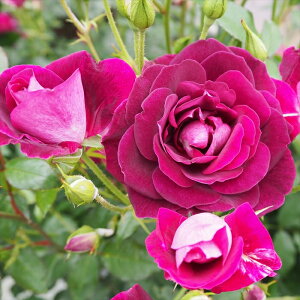 \̔ o c o Vc  o[KfBACXo[O ؗ lG炫 KN ΂  tros 4{ȍ~