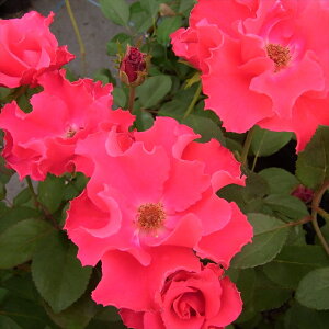 \̔ o c o Vc  p[}lgEF[u ؗ lG炫 KN ΂  tros 4{ȍ~