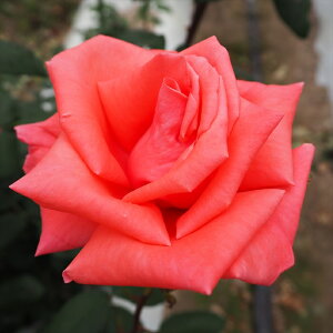 \̔ o c o Vc  n[j[ ؗ lG炫 KN ΂  tros 4{ȍ~