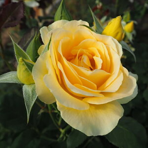 \̔ o c o Vc  nj[u[P ؗ lG炫 KN ΂  tros 4{ȍ~