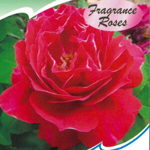 \̔ o c o Vc I[h[Y oW[h  KN ΂  tros 4{ȍ~