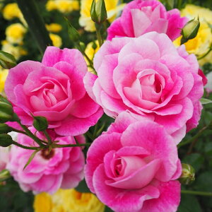 \̔ o c o Vc  sNACXo[O ؗ lG炫 KN ΂ sN tros 4{ȍ~