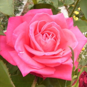 �\��̔� �o�� �c �o�� �V�c ��� �t�@�[�X�g�v���C�Y �ؗ��� �l�G�炫 �K�N �΂� �s���N tros 4�����{�ȍ~����