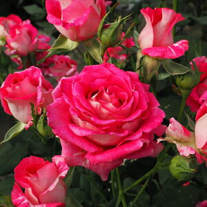 \̔ o c o Vc o t@^WA  KN ΂ sN tros 4{ȍ~