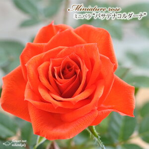 \̔ ~jo pTfiR_[i 3|bg lG炫 o KN oc c R_i IW mnu 3{ȍ~