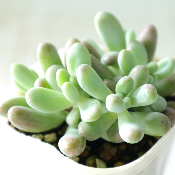楽天市場 多肉植物 Sbセダム 恋心 多肉植物 セダム 7 5cmポット フラワーネット 日本花キ流通