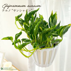 ϗtA |gX em No.011 TVC 5 ݂蔫 ݂艺 nMO ϗtA  蕨 v[g CeA 