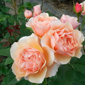 \̔ oc oc T[Y iӂj lG炫 KN ΂  IW sN ommo 2{ȍ~