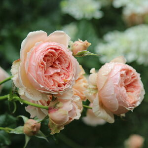 \̔ oc oc T[Y ^i܂j lG炫 KN ΂  IW sN ommo 2{ȍ~