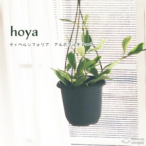 ϗtA z fBxVtHA A{}Mi[^ 4 ݂蔫 ݂艺 nMO  ϗtA  蕨 v[g CeA  grb