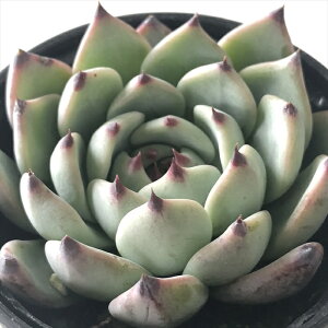 A hmGPxA _[lC A GPxA 6cm|bg