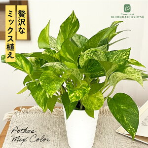 ϗtA |gX 3FA 3.5 C }[uNC[ tbV ϗtA ^   蕨 v[g CeA 