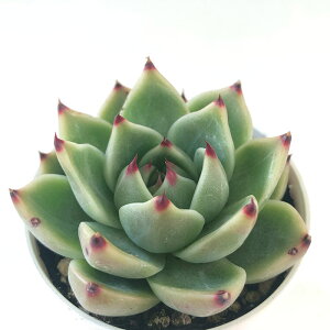 yyVX[p[Z[ P5{z A hmGPxA u[hS A GPxA 6cm|bg