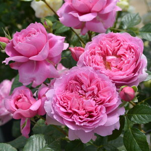 \̔ oc oc T IGeBX v}BX^ io^o蒆 lG炫 KN ΂  sN hao 2{ȍ~