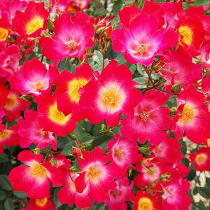 予約販売 バラ苗 バラ長尺苗 つるバラ コクテール カクテル バラ大苗 薔薇 ばら 送料無料 赤 troc 12月中旬以降発送