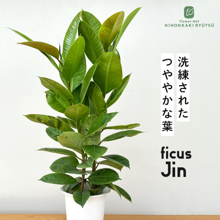 楽天市場】観葉植物 フィカス ジン ゴムの木 6号鉢 送料無料 観葉植物 